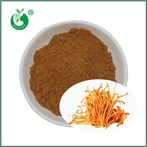 Cordyceps Militaris নির্যাস কি? এর প্রধান উপাদান কি?