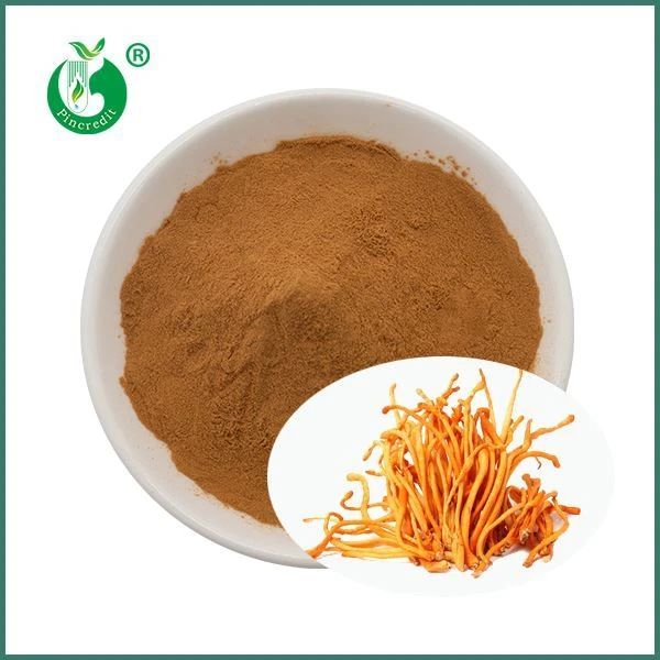 জৈব কর্ডিসেপস মাশরুম মিলিটারিস নির্যাস